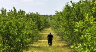 TİGEM'in badem ormanları erozyonla ve zararlılarla mücadele ediyor