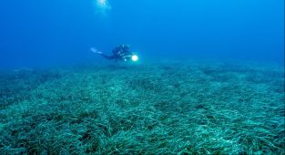 Türkiye'nin deniz çayırları 150 bin ton karbon tutuyor