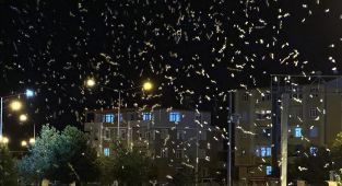Bir günlüklerin ölüm dansı başladı