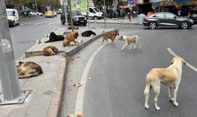 İstanbul’da sahipsiz hayvanlar toplatılacak