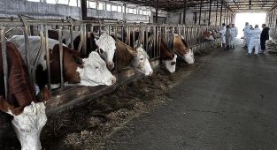 Şap hastalığında yüksek aşılamanın yapıldığı 24 ilde hayvan pazarları tekrar açıldı