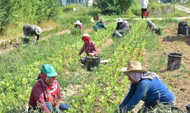 Türkiyenin tarım envanteri çıkarılıyor: 450 bin çiftçi sisteme işlendi