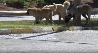 Başıboş köpekler Harran Üniversitesi'ni mesken tuttu