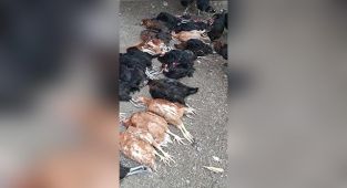 Başıboş sokak köpekleri 70 tavuğu telef etti