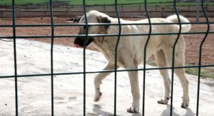 Hastalık taşıyan köpekleri Ankara'ya getiren sanıklara para cezası