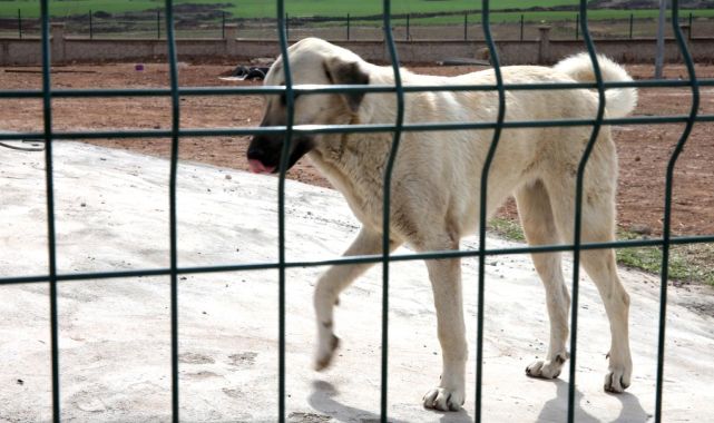 Hastalık taşıyan köpekleri Ankara'ya getiren sanıklara para cezası