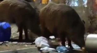 İzmir'de toplanmayan çöp yığınlarına domuzlar dadandı
