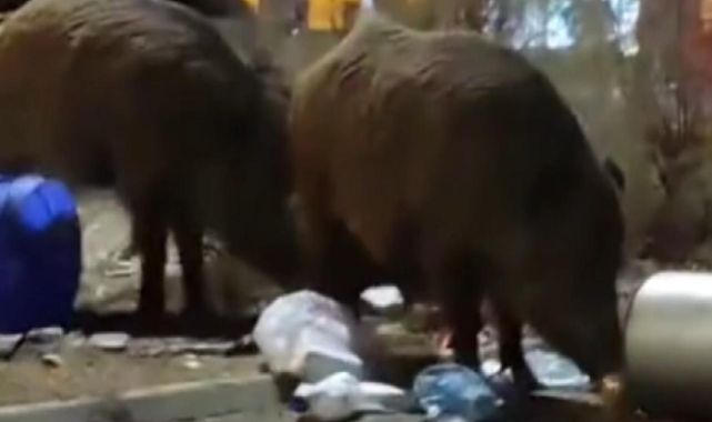 İzmir'de toplanmayan çöp yığınlarına domuzlar dadandı