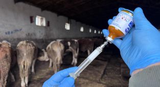Şap hastalığı nedeniyle kapatılan hayvan pazarlarının açılmasına devam ediliyor