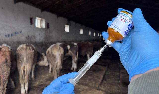 Şap hastalığının yeni serotipine karşı yaklaşık 15 milyon doz aşı sahaya sevk edilecek