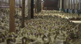 Almanya'da kuş gribi nedeniyle 400 bin fazla hayvan itlaf edildi
