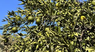 Bodrum mandalinasında rekolte beklentisi yüksek