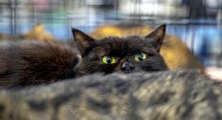 İspanya'da Cadılar Bayramı öncesi siyah kedi sahiplenme yasağı