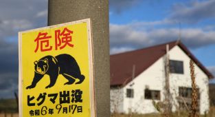 Japonya'da ayı saldırısı: 2 yaralı