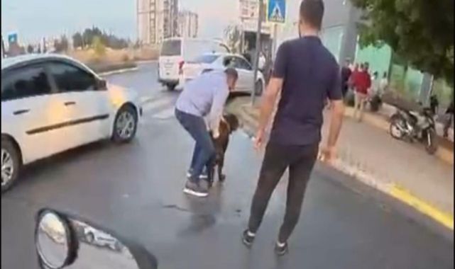 Mersin'de rottweiler cinsi köpek iki kişiye saldırdı