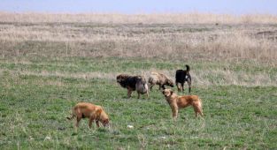 Söke'de başıboş köpeklerin saldırdığı 2 koyun telef oldu