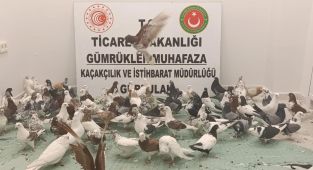 Türkiyeye giriş yapan tırda kaçak güvercin operasyonu