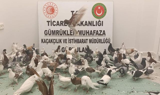 Türkiyeye giriş yapan tırda kaçak güvercin operasyonu
