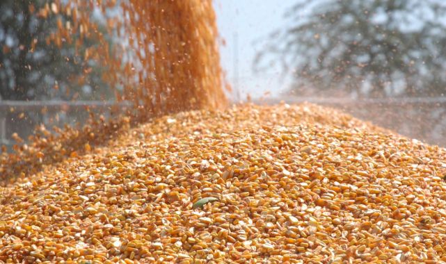 Arpa ve mısır ithalatında tarife kontenjanları 1 milyon tona yükseltildi