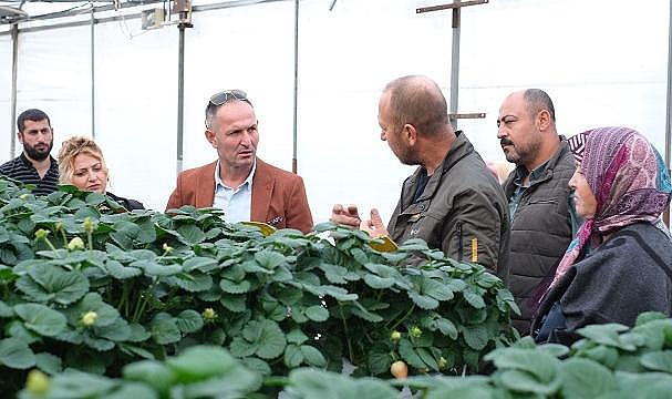 İzmirli Çilek Üreticileri Musabey'de Bir Araya Geldi