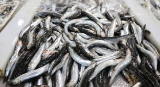 Karadeniz'in hamsisi Avrupa sofralarında