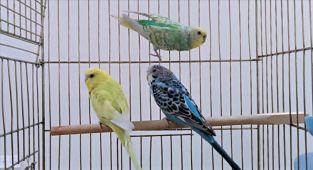 Petshoplarda yaban hayvanı satışı için ruhsat şartı