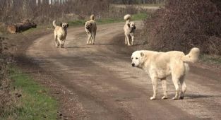 Şanlıurfa'da başıboş köpekler 5 koyunu telef etti