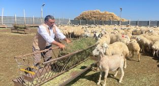 TİGEM 5 bin 150 küçükbaş hayvan satacak