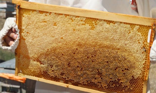 Doğu Karadenizden 11 ayda 452 ton bal ihracatı