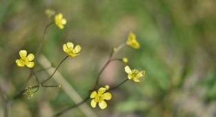 Cemre düşüyor, bahar yaklaşıyor
