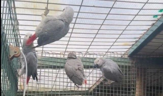 İstanbul Havalimanı'nda 20 papağan ele geçirildi