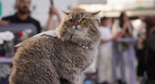 Kedilerde kanser araştırması, insan tedavisi için umut ışığı oldu