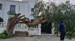 Muğla'da fırtına ağaçları devirdi