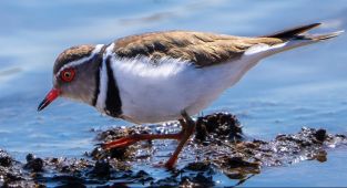Türkiye'de ilk kez takkeli cılıbıt kuşu görüldü