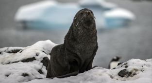 Antarktika'nın simge türleri yok olma eşiğinde