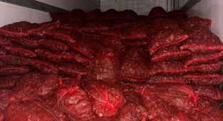 Bursa ve Balıkesir'de 10 ton kaçak midye ele geçirildi