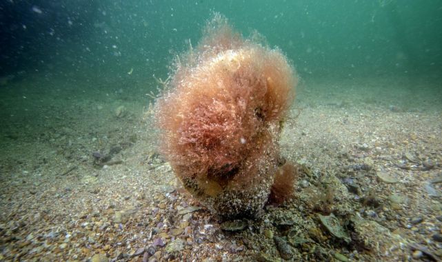 Denizlerin doğal temizleyicisi pinalar Tuzla'da bilimsel izlemede