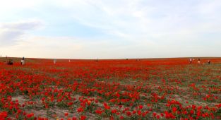 Kazakistanda koruma altındaki bozkır laleleri doğayı kırmızıya boyadı
