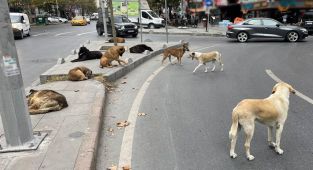 Yerel yönetimlere sahipsiz köpek uyarısı