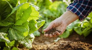 FAO: Küresel gıda fiyatları enerji ve jeopolitik baskıyla son 3 yılın zirvesinde