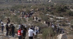 İşgalci İsrail Maliye Bakanı: Batı Şeria'da Filistinlilere ait 3 bin ağacı söktük
