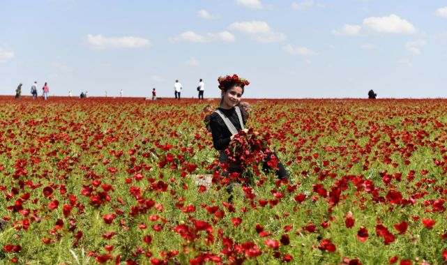 Şanlıurfa'da tarlalar kırmızıya büründü