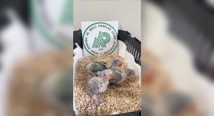 İskender papağanı yavruları koruma altına alındı