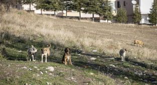 Ankara'da 52 bin sahipsiz sokak hayvanı toplandı