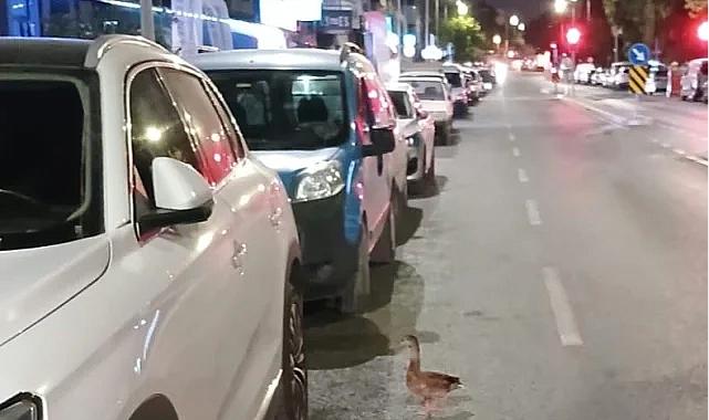 Karşıyaka'da trafiği durdurup ördeği kurtardılar