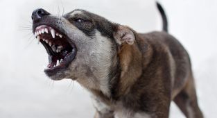 Sahipsiz köpek saldırıları sonrası 3 belediye başkanı hakkında işlem