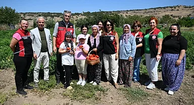Yamanlar Tarla Domatesi için üreticilerle tarlada buluşuldu