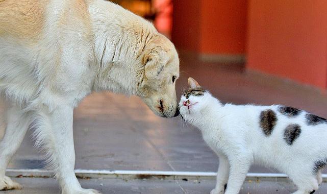 "Sokak Köpekleri: Uyutmak mı, Yaşatmak mı?"